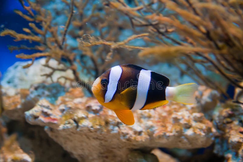 Nemo (clownfish, anemonefish, Amphiprioninae) stock foto's