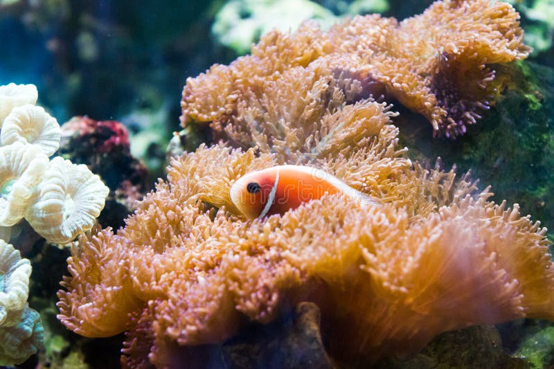 Nemo (clownfish, anemonefish, Amphiprioninae) royalty-vrije stock foto's