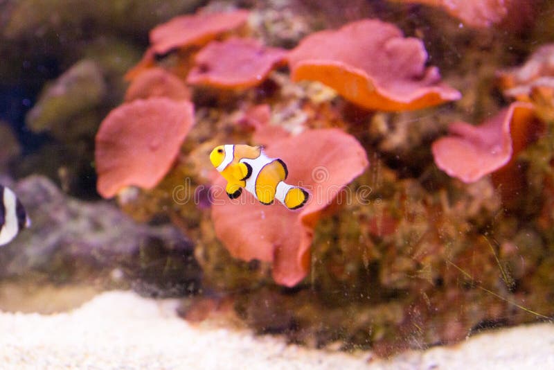 Nemo (clownfish, anemonefish, Amphiprioninae) royalty-vrije stock foto