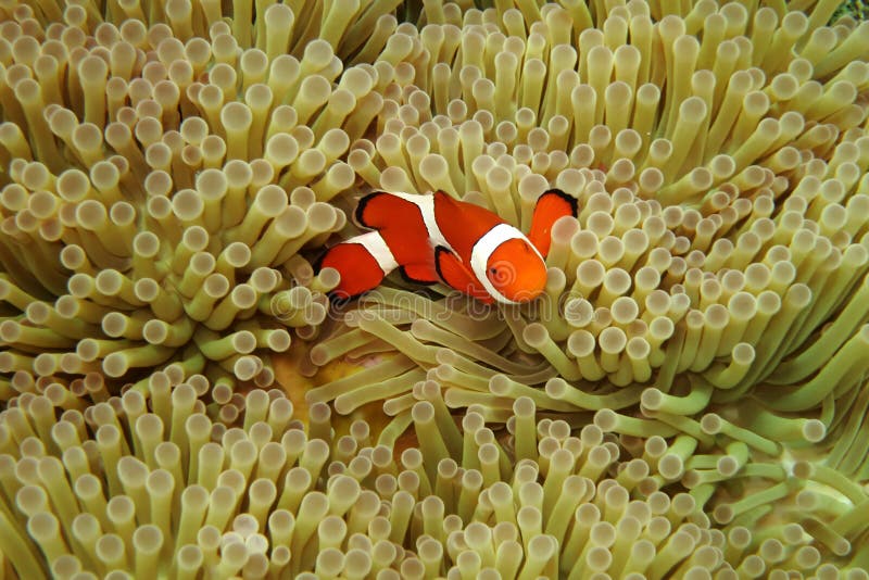 Seeanemonen stockbild. Bild von anemonen, wasser, unheimlich - 2344869