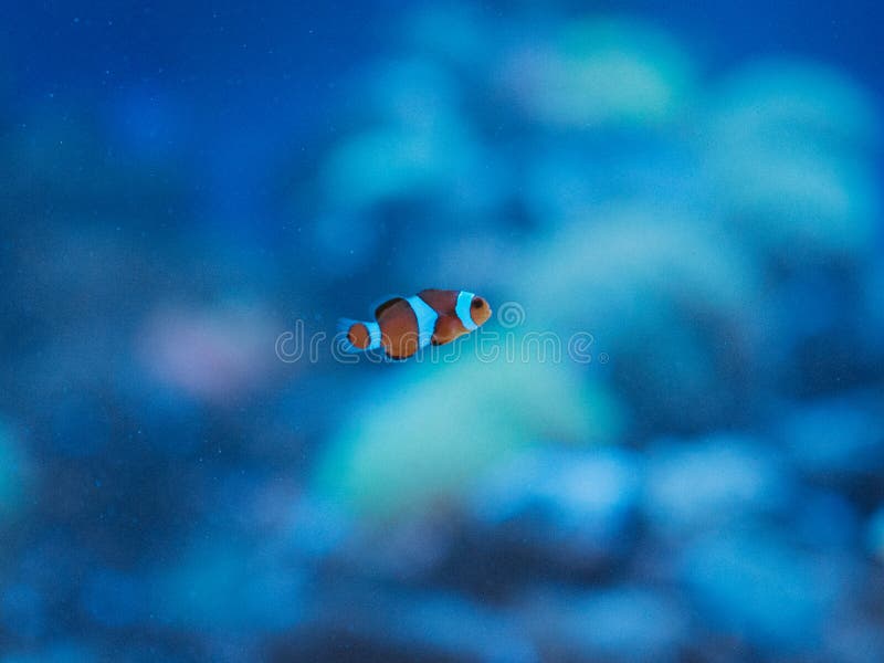 Nemo fish 🐟 ocean life stock photo. Image of life, ocean 200943714