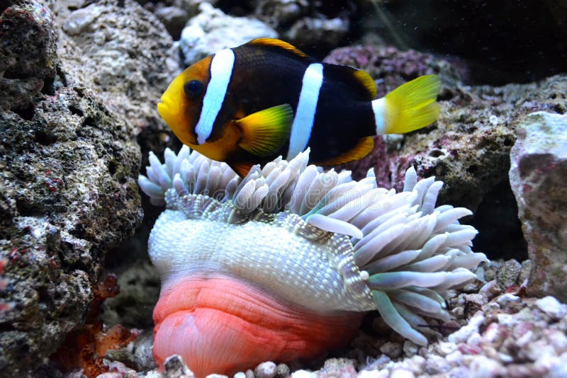 Nemo fish and sea anemone royalty free stock photo Nemo fish and sea anemone royalty free stock photo