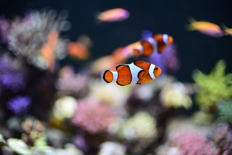 Klasseværelse korrelat vinde Nemo Fisk I Akvariet För Bakgrund Fotografering för Bildbyråer - Bild av äventyr, fauna: 72074155 Klasseværelse korrelat vinde Nemo Fisk I Akvariet För Bakgrund Fotografering för Bildbyråer - Bild av äventyr, fauna: 72074155