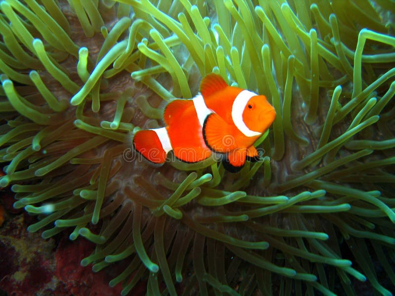 Nemo found