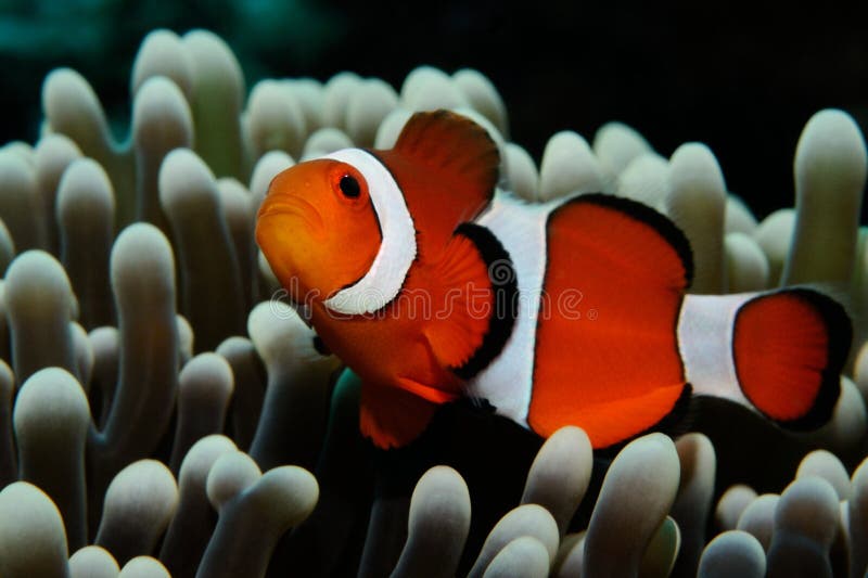 Nemo och grå anemon arkivbilder Nemo och grå anemon arkivbilder