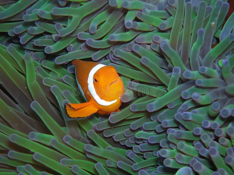 7 410 Anemonefish Photos Free Royalty Free Stock Photos From Dreamstime