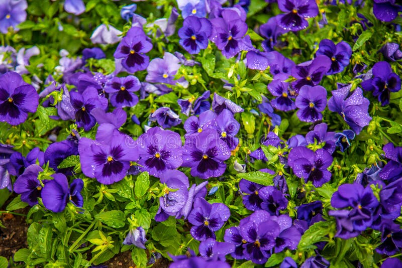 12,969 Baby Blue Flowers Stock Photos Free & RoyaltyFree Stock