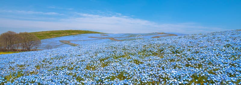 Nemophila (dzieci niebieskie oczy kwitną) kwiatu pole, błękitny kwiatu dywan obrazy royalty free Nemophila (dzieci niebieskie oczy kwitną) kwiatu pole, błękitny kwiatu dywan obrazy royalty free