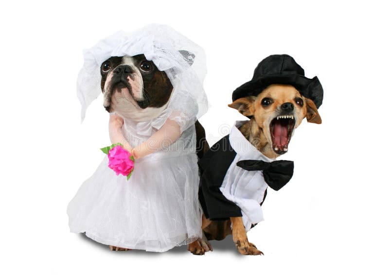 Two dogs in wedding attire looking upset. Two dogs in wedding attire looking upset