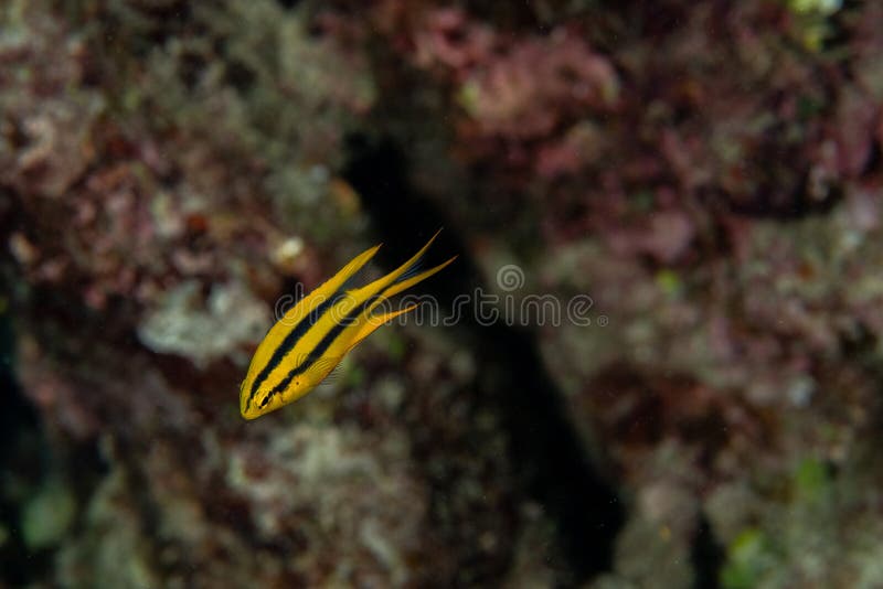 Juvenille Yellowtail Damselfish, Neoglyphidodon nigroris in a tropical coral reef of Andaman sea