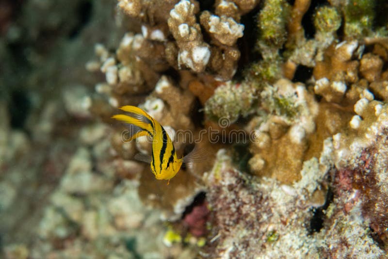 Juvenille Yellowtail Damselfish, Neoglyphidodon nigroris in a tropical coral reef iof Andaman sea