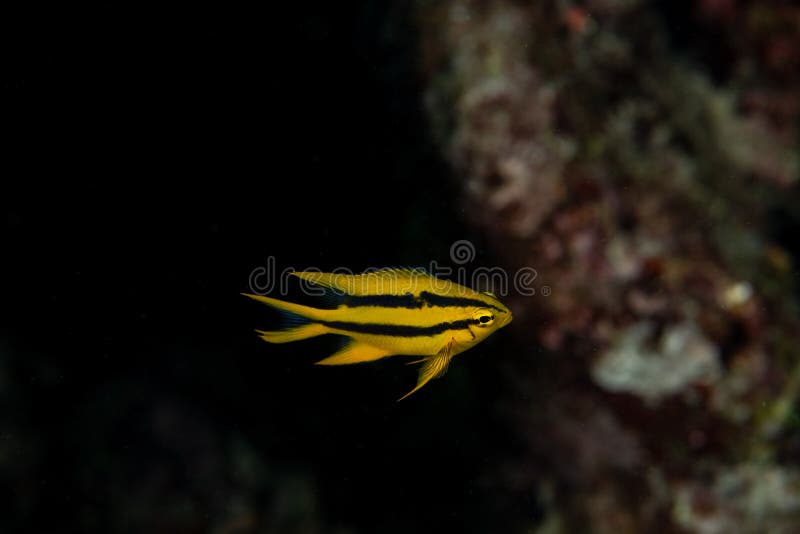 Juvenille Yellowtail Damselfish, Neoglyphidodon nigroris in a tropical coral reef iof Andaman sea