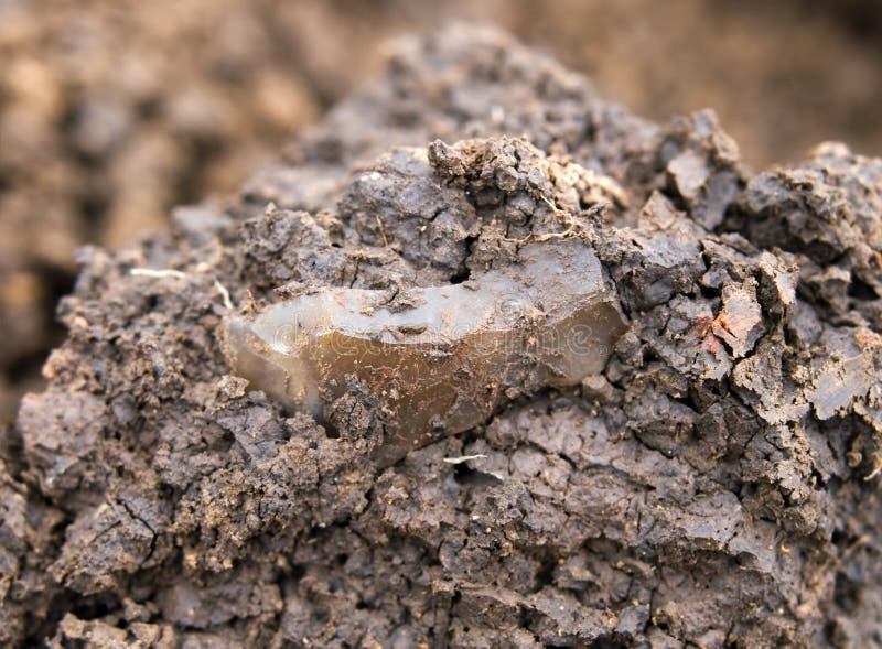 Freshly fuond neolithic flint tool in soil. Freshly fuond neolithic flint tool in soil