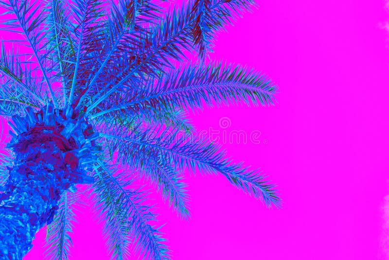 Bright blue holographic neon colored palm tree in abstract style on pink background. Night club beach party flyer template. Retro style creative summer design concept. Open composition. Copy space. Bright blue holographic neon colored palm tree in abstract style on pink background. Night club beach party flyer template. Retro style creative summer design concept. Open composition. Copy space.