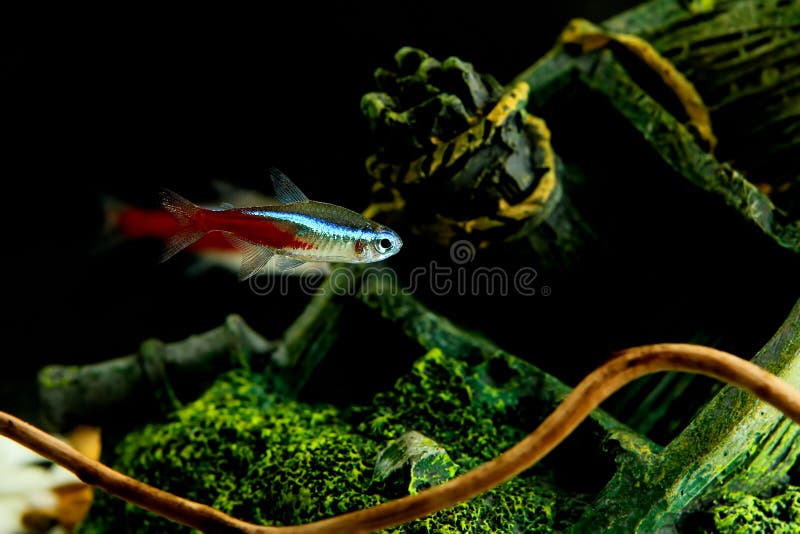 Lots of small neon fish in the aquarium Stock Photo by vlad_star