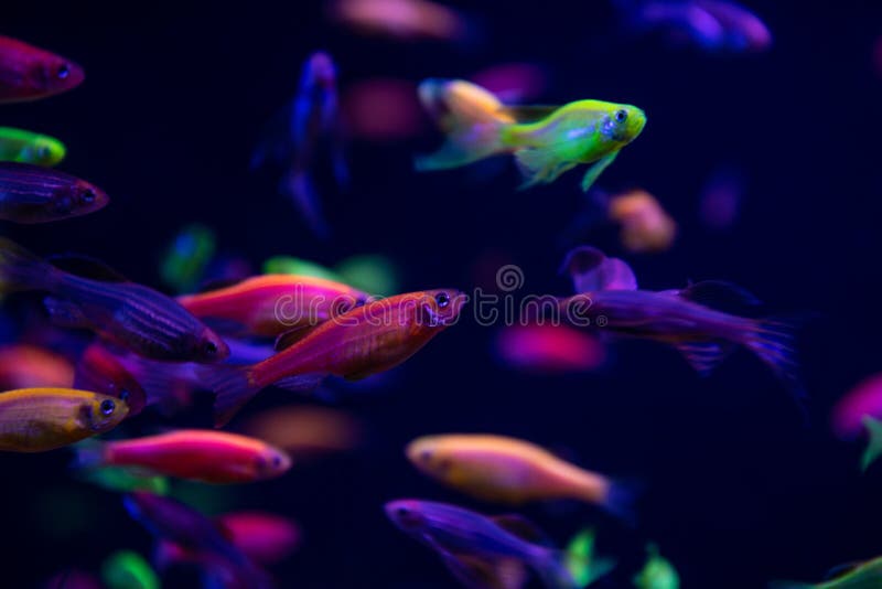 Neon glow fish color freshwater aquarium pets