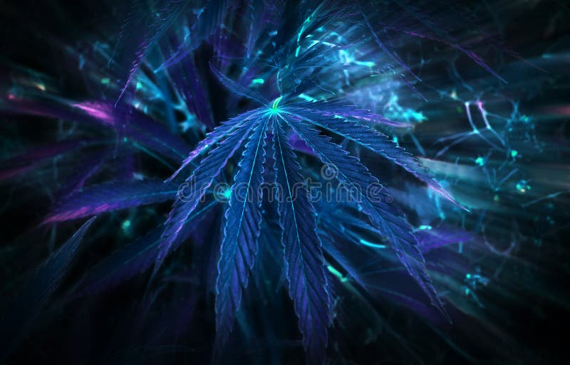Best Neon Wallpaper Weed Images
