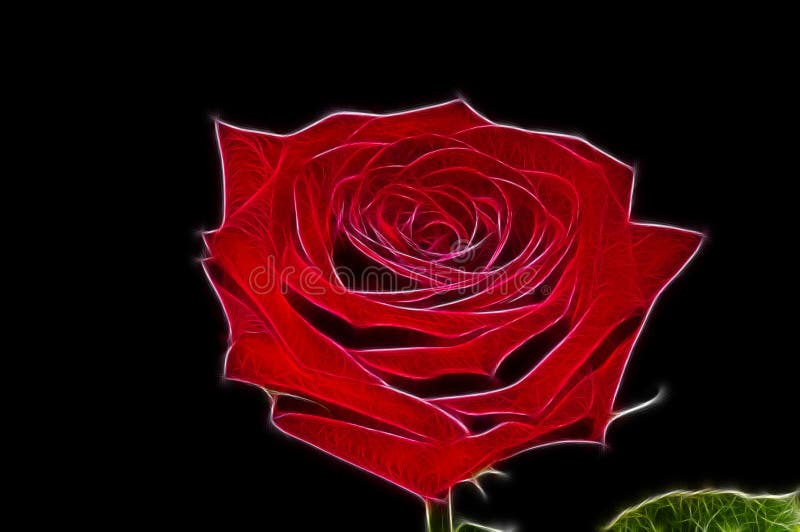 Neon rose stock image. Image of rose, alive, isolate 70975667