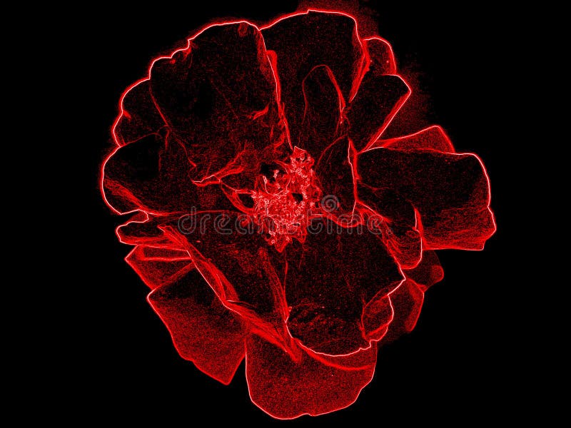 Neon rose stock photography Neon rose stock photography