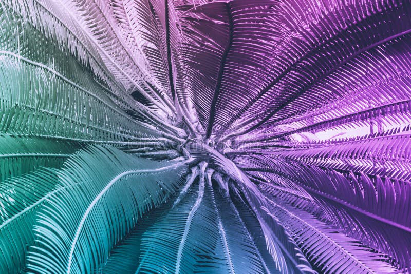 Neon Tropical Palm Leaf Inspiration Surreal Minimal Abstract Background ...