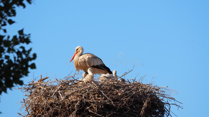 Newborn stork babies in the nest with their mother, black and white, lerida, spain, europe. Newborn stork babies in the nest with their mother, black and white, lerida, spain, europe