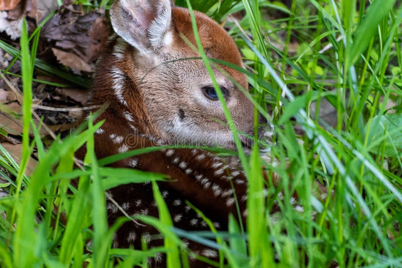 newborn fawn laying in tall grass . High quality photo. newborn fawn laying in tall grass . High quality photo