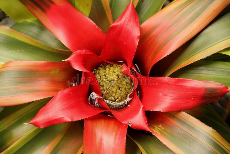 Neoregelia de bromélia image libre de droits Neoregelia de bromélia image libre de droits