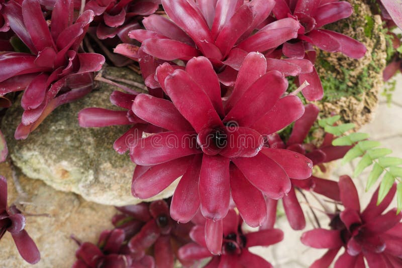 Neoregelia Fireball is a Bromeliad that Grows in a Rosette. Neoregelia is a  Very Drought Tolerant Plant. Stock Image - Image of cryptanthus, flower:  226585027