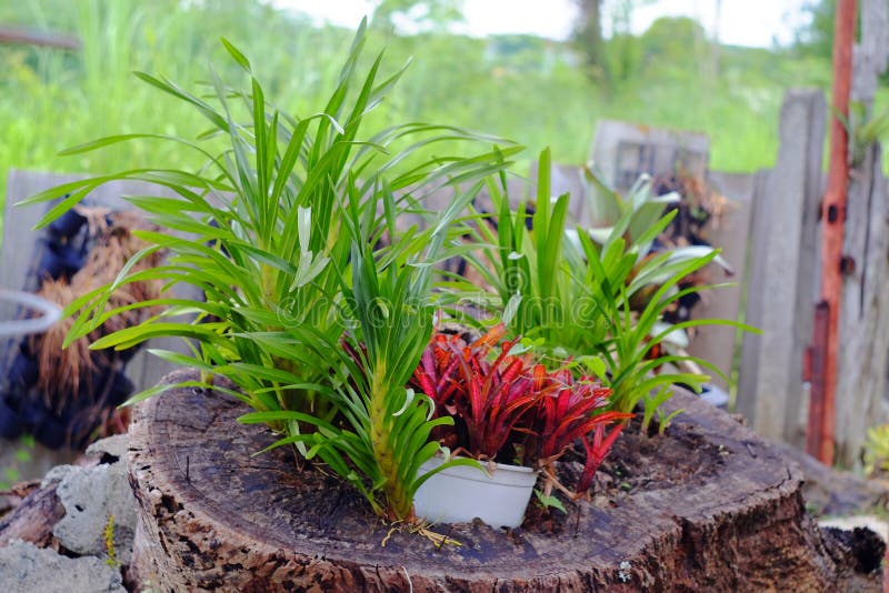 Neoregelia tropical plant stock photography Neoregelia tropical plant stock photography