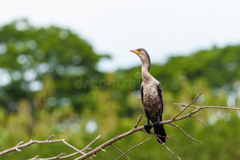 Neotropic Cormorant (Phalacrocorax Brasilianus) in Costa Rica Stock ...