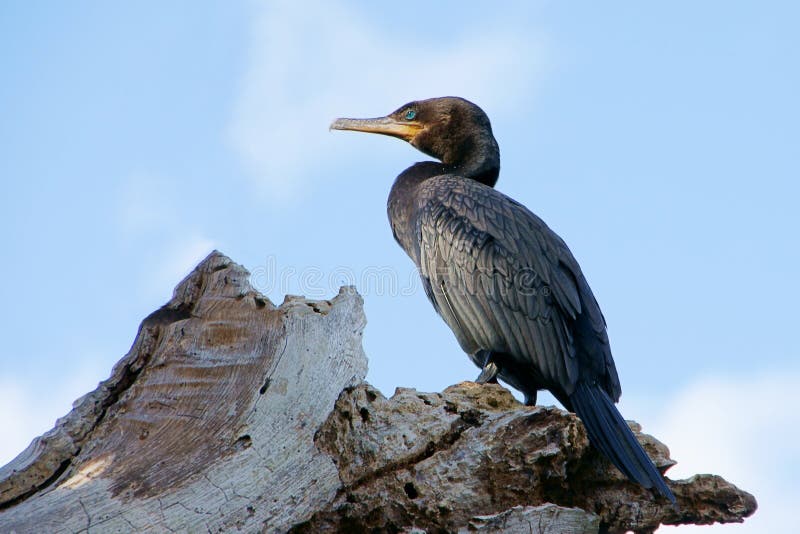 Neotropic Cormorant