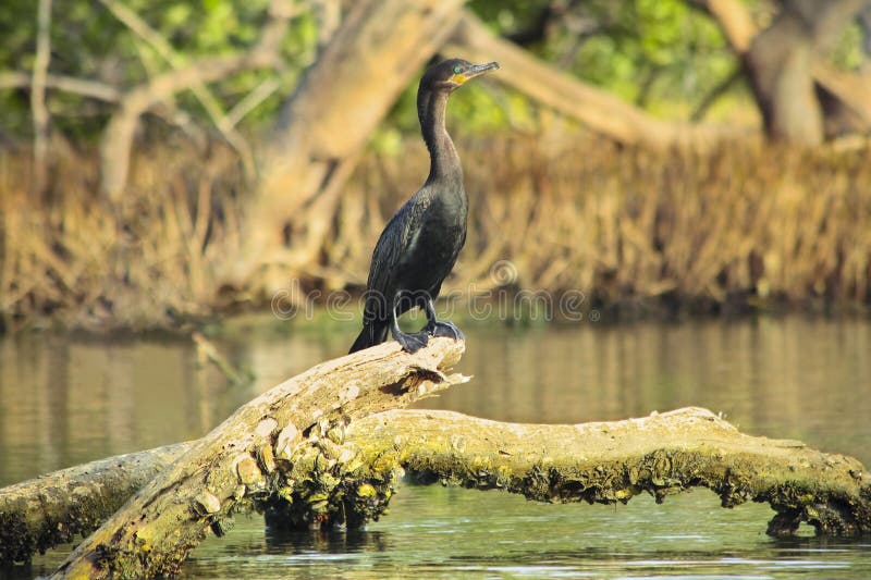 Neotropic cormorant sitting on a log in mangrove forest. Log animal stock images, royalty-free photos and pictures