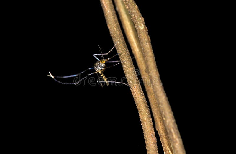 Neotropical mosquito Culex