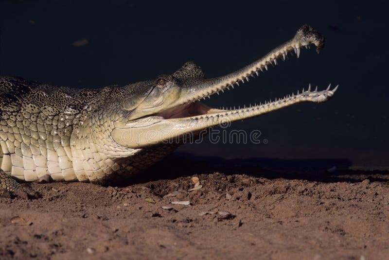 The Gharial Gavialis Gangeticus Stock Image - Image Of Family, Crocodilian:  185053761