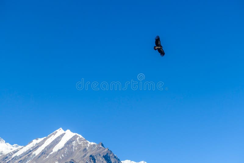 Nepal - Havik de jacht in Himalayagebergte royalty-vrije stock afbeelding Nepal - Havik de jacht in Himalayagebergte royalty-vrije stock afbeelding