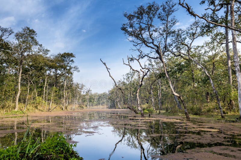 Nepal jungle (Chitwan). stock images Nepal jungle (Chitwan). stock images