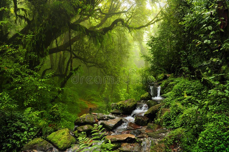Jungle, Stock image