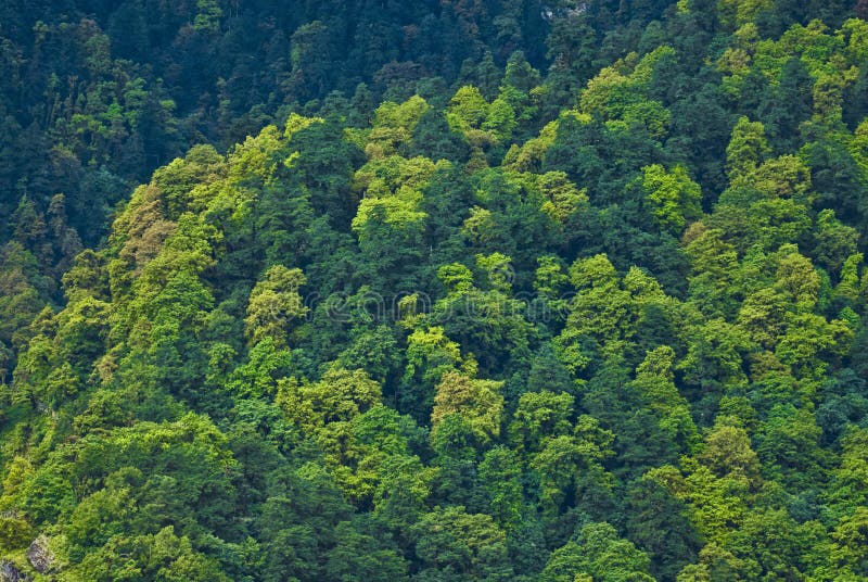 Nepalese Forest stock photo. Image of scenery, beautiful 7816812
