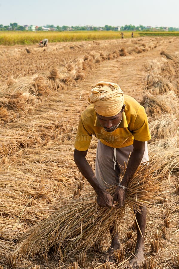 Straw hay in nepal stock image. Image of countryside 28374229