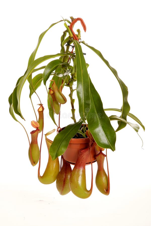 Nepenthe tropical carnivore plant on an white background