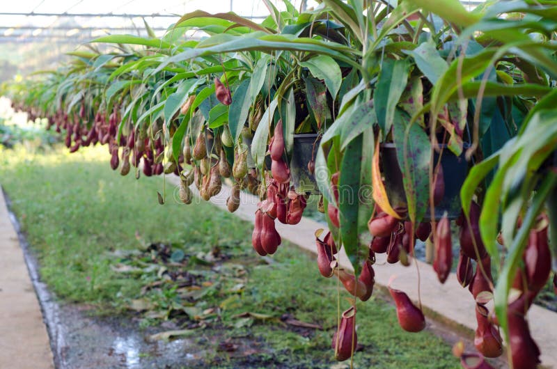 Nepenthes