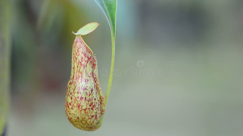 Nepenthes