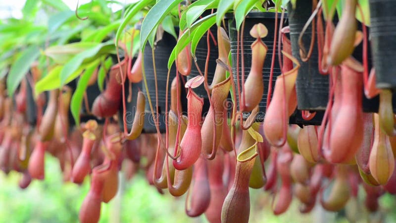 Nepenthes