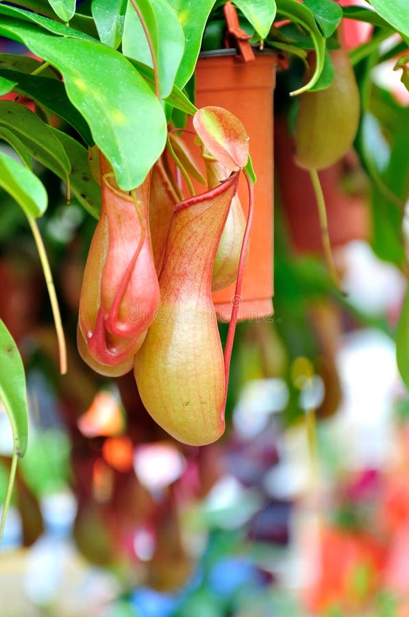 Nepenthes arkivbild Nepenthes arkivbild