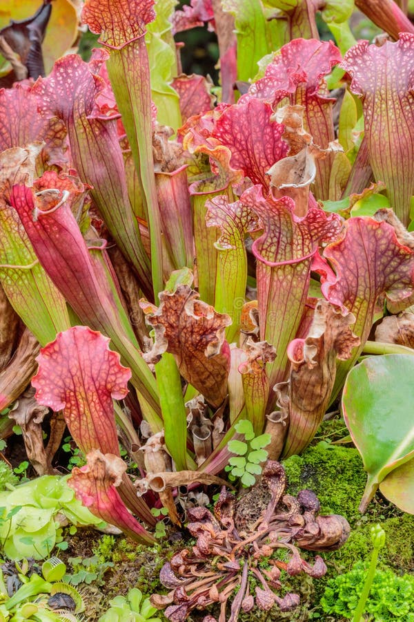 Nepenthes arkivbild Nepenthes arkivbild