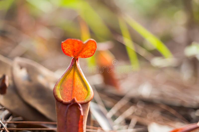 Nepenthes Ampullaria eller apakoppar arkivfoto Nepenthes Ampullaria eller apakoppar arkivfoto