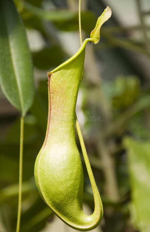 Nepenthes royalty free stock photo