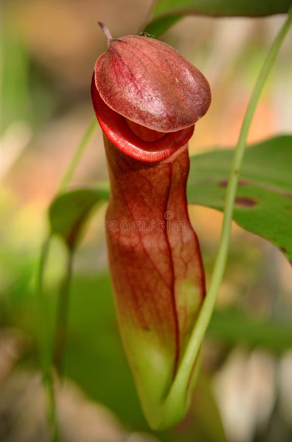 Nepenthes Tropical Pitcher Plants. 