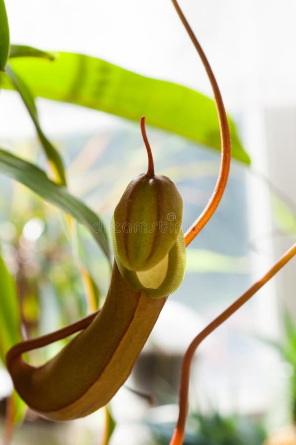 Nepenthes växter för tropisk kanna, köttätande växter arkivbild Nepenthes växter för tropisk kanna, köttätande växter arkivbild