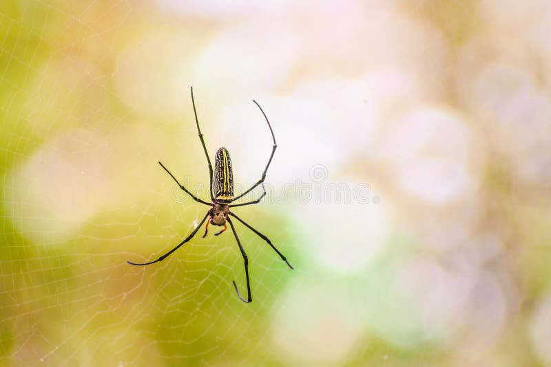Nephila Maculata, Gaint Long-jawed Orb-weaver waiting for catching prey is on the nest